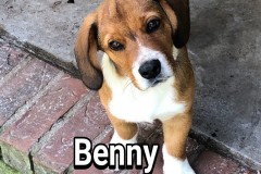 Benny