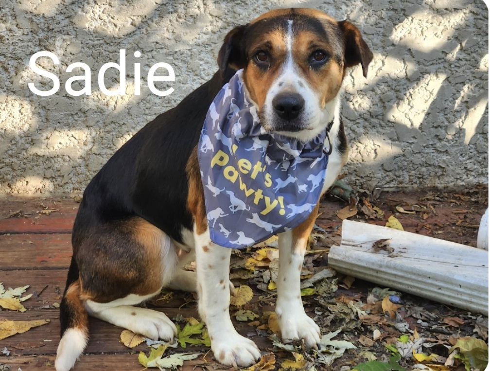 Sadie