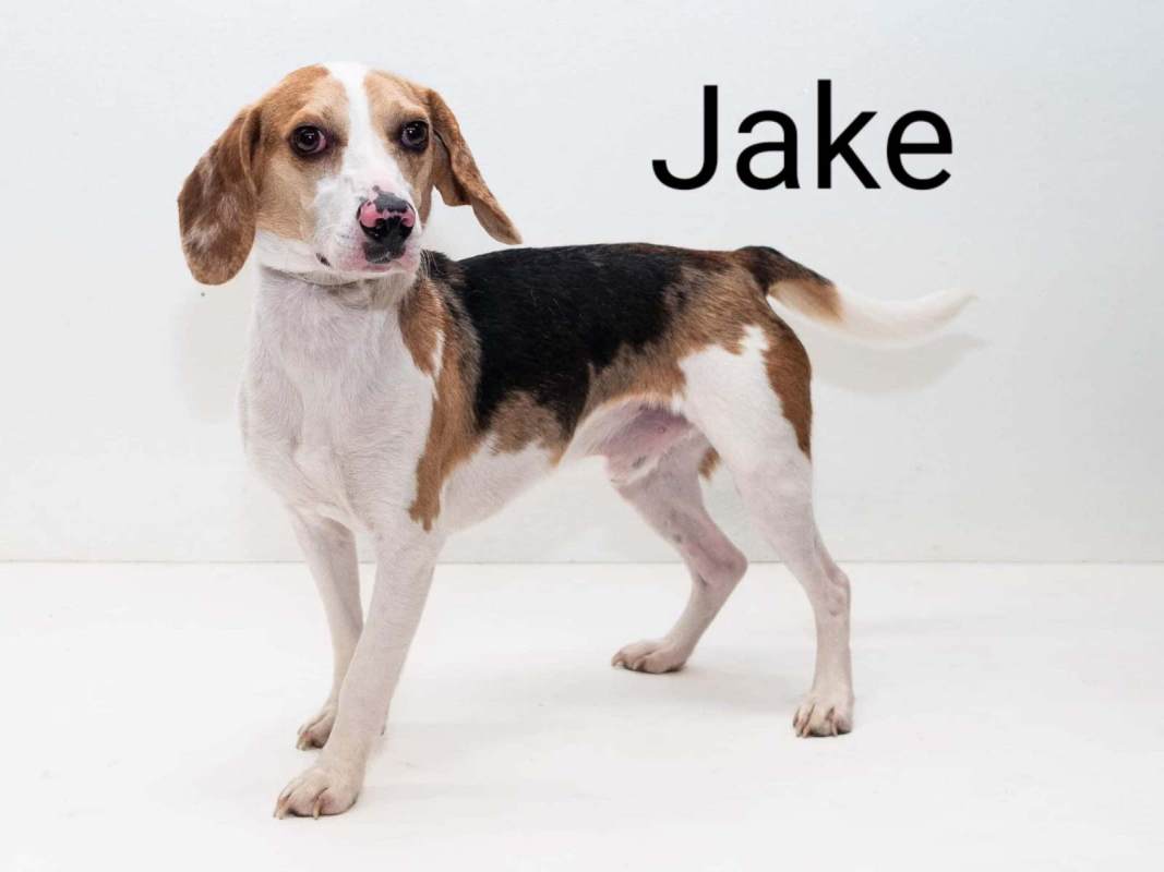 Jake