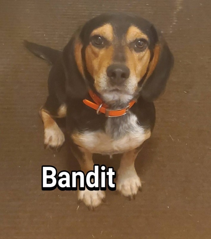 Bandit