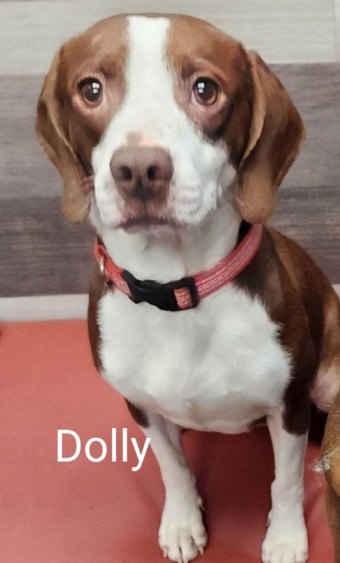 Dolly-1