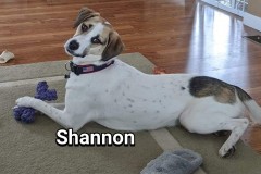 Shannon