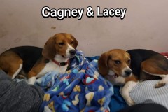 Cagney & Lacey