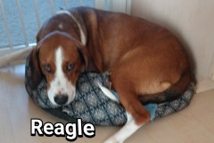 Reagle