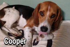 Cooper