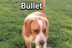 Bullet