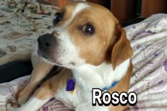 Rosco