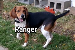 Ranger