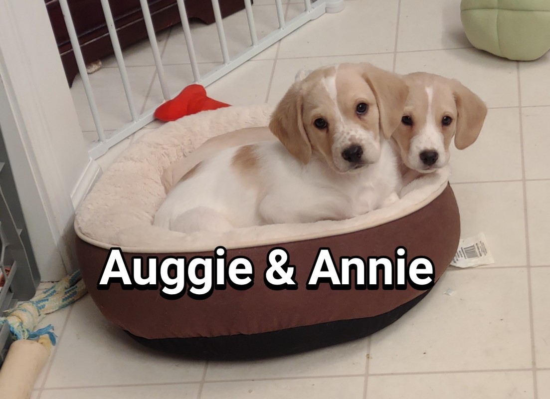 Auggie & Annie