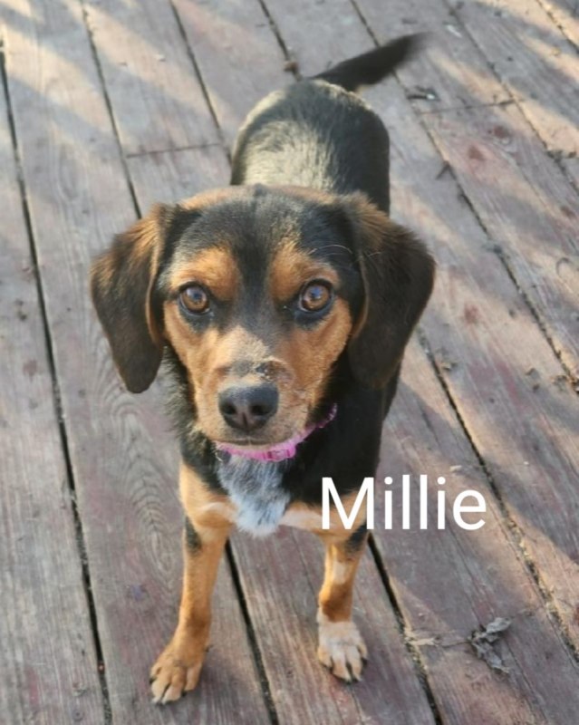 Millie1