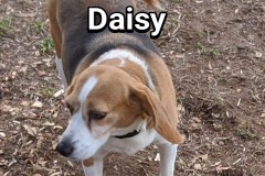 Daisy