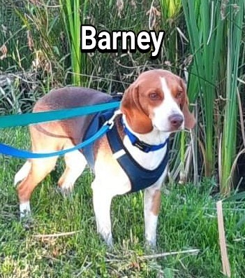 Barney